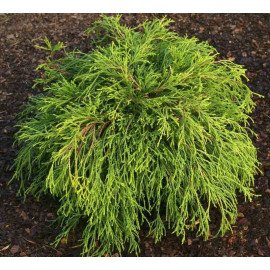 Кипарисовик горохоплідний 'Санголд' Chamaecyparis pisifera 'Sungold'/h20