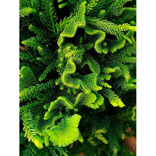 Криптомерія японська 