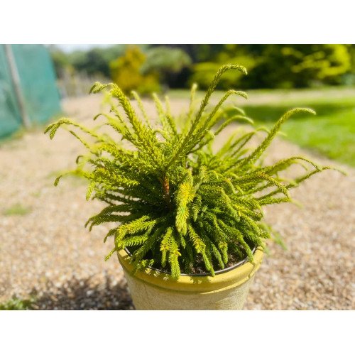 Криптомерія японська 