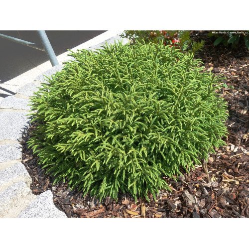 Криптомерія японська 