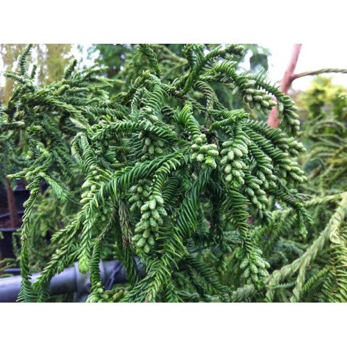 Криптомерія японська 