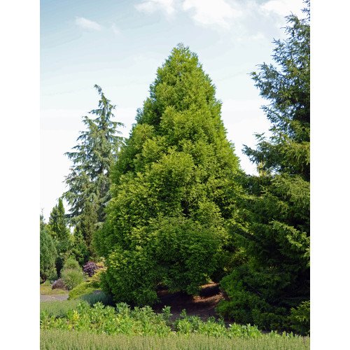 Криптомерія японська Спіраліс Cryptomeria japonica 'Spiralis' h 40 - 50