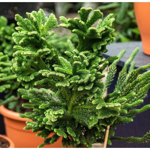 Криптомерія японська 