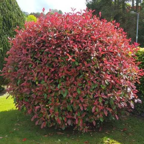 Фотінія Фрезера Ред Робін  Photinia x fraseri 