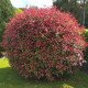 Фотінія Фрезера Ред Робін  Photinia x fraseri 