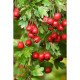 Глід звичайний 'Паульс Скарлет'- Crataegus laevigata 'Paul's Scarlet /h200+