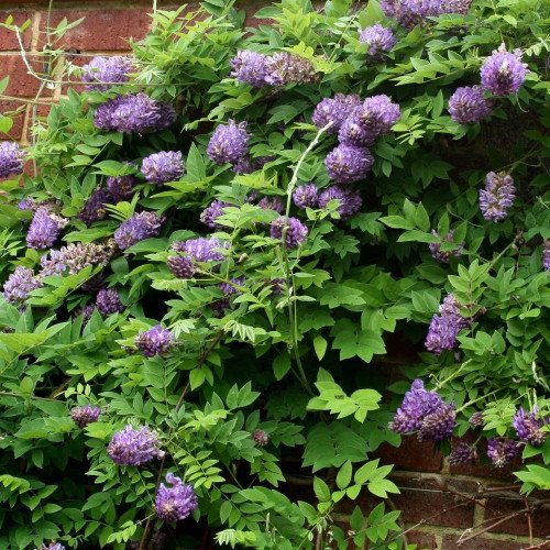 Гліцинія короткогрона 