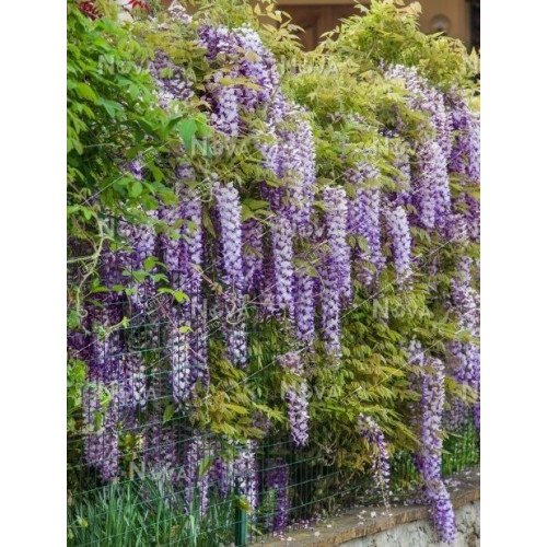 Гліцинія короткогрона 