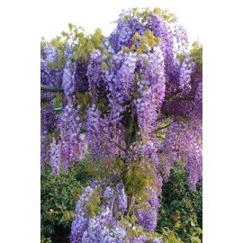 Гліцинія китайська 