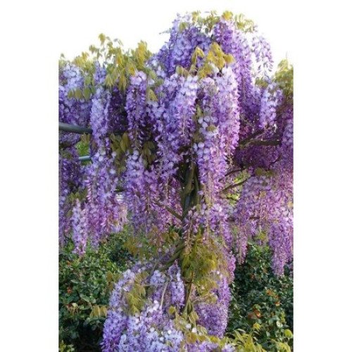 Гліцинія китайська 