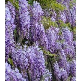 Гліцинія коротко грона 