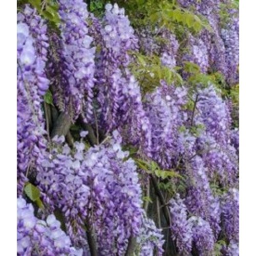 Гліцинія коротко грона 