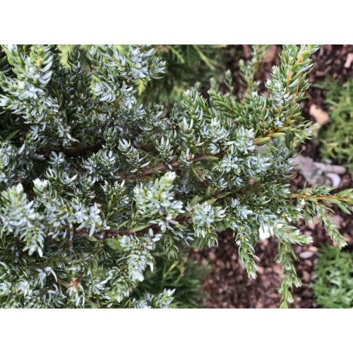 Ялівець звичайний 