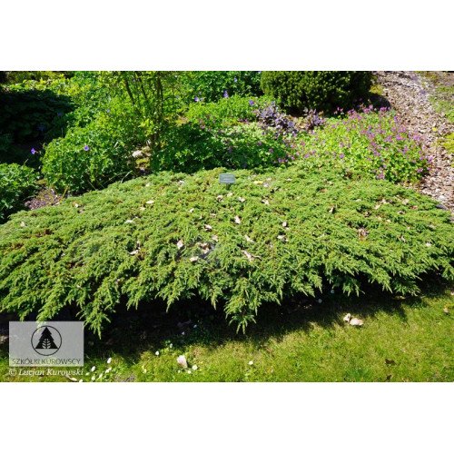 Ялівець звичайний 