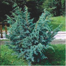 Ялівець лускатий Мейєрі uniperus squamata Meyeri / h30-45