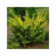 Ялівець Плюмоза Ауреоварієгата Juniperus chinensis ’Plumosa Aureovariegata’ h30-40