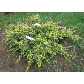 Mожжевельник чешуйчатый ‘Дрим Джой’, Juniperus squamata ‘Dream Joy’. /h30