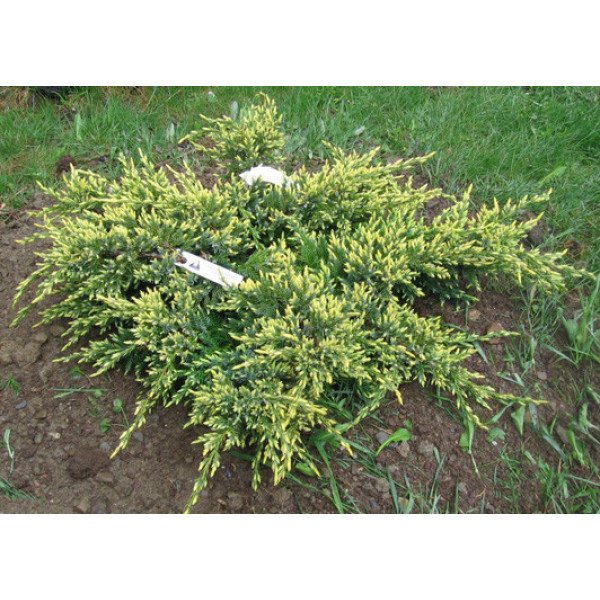 Mожжевельник чешуйчатый ‘Дрим Джой’, Juniperus squamata ‘Dream Joy’. /h30