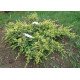 Mожжевельник чешуйчатый ‘Дрим Джой’, Juniperus squamata ‘Dream Joy’. /h30