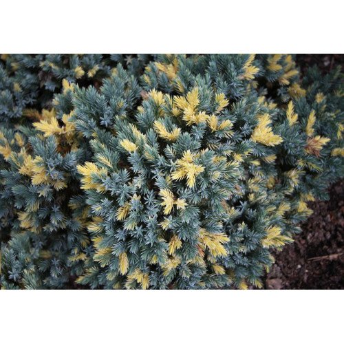 Ялівець лускатий 'Floreant' (Juniperus squamata 'Floreant') — 20-30 см, C3