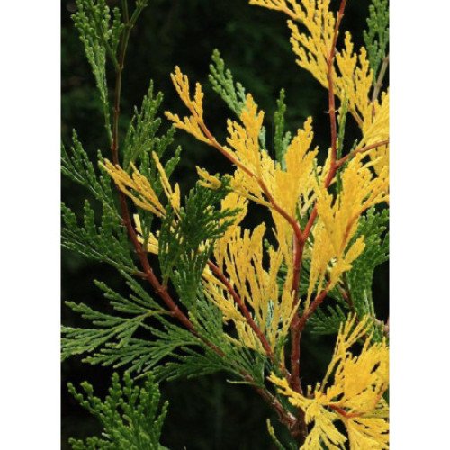 Цалоцедрус декуренс Aуреоварієгата– Calocedrus decurrens Aureovariegata/ h 40-50