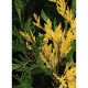 Цалоцедрус декуренс Aуреоварієгата– Calocedrus decurrens Aureovariegata/ h 40-50