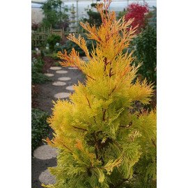 Calocedrus decurrens 'Berrima Gold' Цалоцедрус Берімма Голд h 40-60