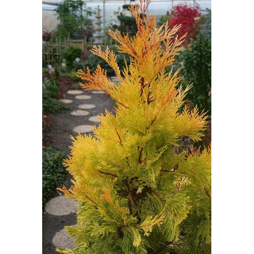 Calocedrus decurrens 'Berrima Gold' Цалоцедрус Берімма Голд h 40-60