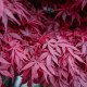 Клен віяловий ‘Atropurpureum’ Acer palmatum ‘Atropurpureum’/h100-120