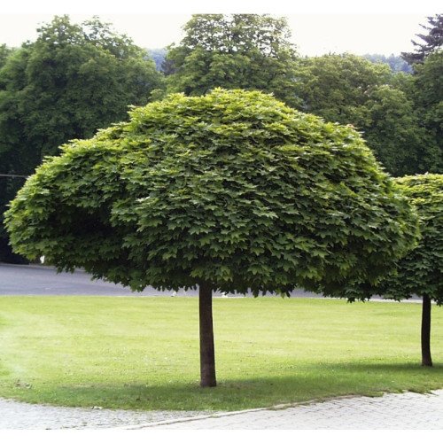 КЛЕН ГОСТРОЛИСТИЙ 'ГЛОБОЗУМ' ШТАМБ Acer platanoides 'Globosum' pa 180-200