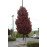Клен гостролистий (Acer platanoides) Crimson Sentry stam 150