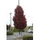 Клен гостролистий (Acer platanoides) Crimson Sentry stam 150