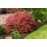 Клен японський Гарнет Acer palmatum Garnet / h 40