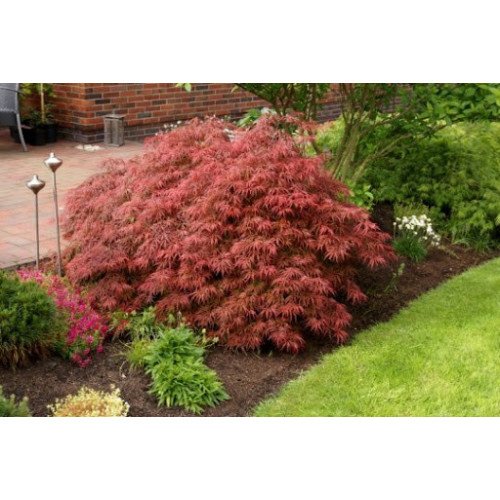 Клен японський Гарнет  Acer palmatum Garnet / h 40