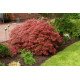 Клен японський Гарнет  Acer palmatum Garnet / h 40