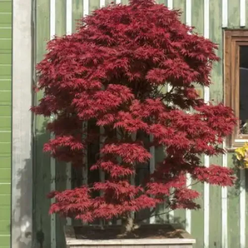 Клен японський 