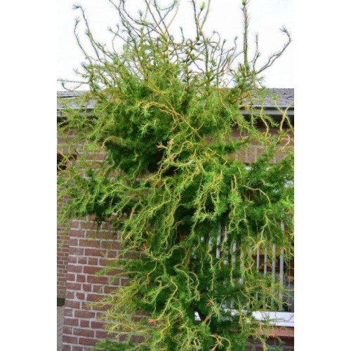 Модрина європейська Хорстманн Рекурвед (плакуча) Larix decidua Horstmann Recurved/h50-60
