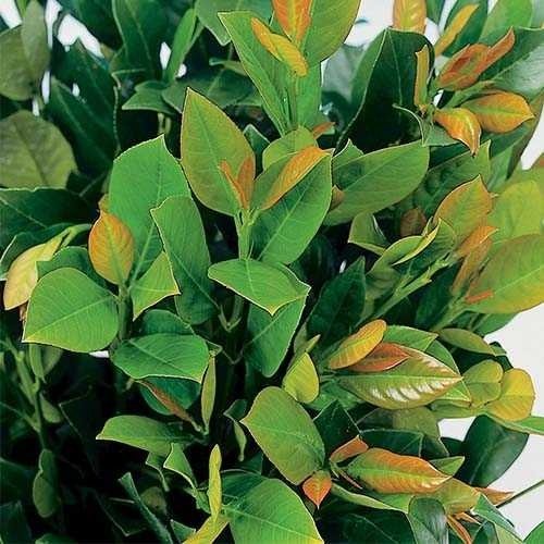 Лавровишня Mano / Prunus laurocerasus Mano  stam 50 cm h 90