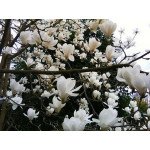 Від власного розсадника до успішного онлайн-бізнесу:як підключити магазин до маркетплейсу SadUA.Shop