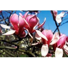 Магнолія 'Deep Purple Dream' (Magnolia 'Deep Purple Dream') — 70-100, C7,5