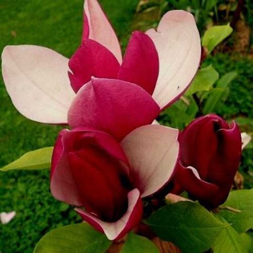 Магнолія 'Old Port' (Magnolia 'Old Port') 100-150 С3/P16