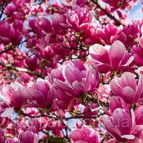 Магнолія 'Oriental Night' (Magnolia 'Oriental Night') 70-100 С3/P16