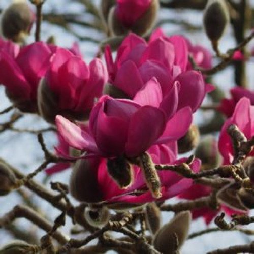 Магнолія 'Purple Planets' (Magnolia 'Purple Planets') 75-110 С5