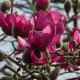 Магнолія 'Purple Planets' (Magnolia 'Purple Planets') 75-110 С5