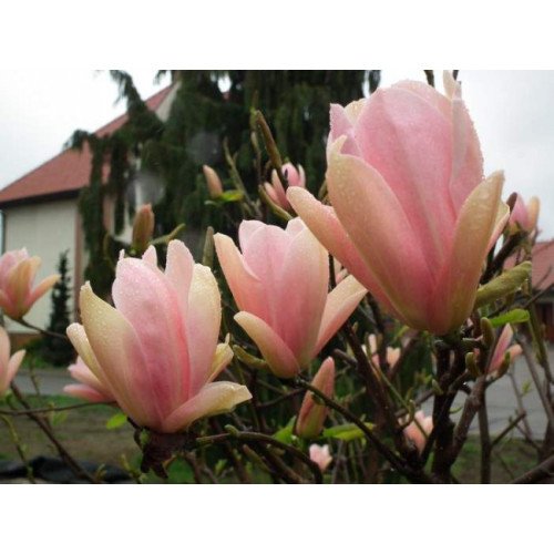 Магнолія 'Coral Lake' (Magnolia 'Coral Lake') — 60-90, C5/C7,5