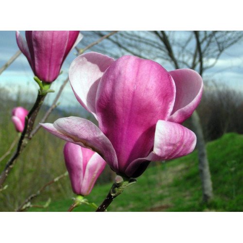 Магнолія 'Joe McDaniel' (Magnolia 'Joe McDaniel') 190-240 С7,5