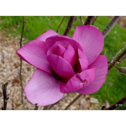 Магнолія 'Livingstone' (Magnolia 'Livingstone') 190-250 С7,5