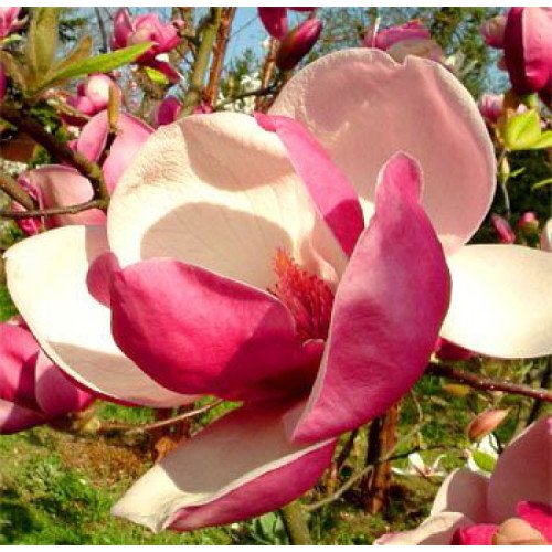 Магнолія 'Марч Тілл Фрост' (Magnolia 'March Till Frost') 90-140 С7.5