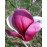 Магнолія Пікардс Рубі ( Magnolia Pickard Ruby ) / h 160