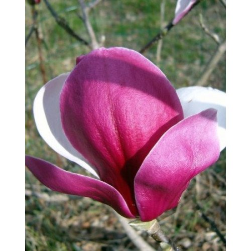 Магнолія Пікардс Рубі ( Magnolia Pickard Ruby ) / h 160